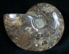 Polished Ammonite From Madagascar #7442-1